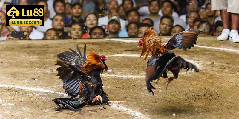 Những lưu ý khi xem đá gà cựa sắt thomo dành cho newbie 